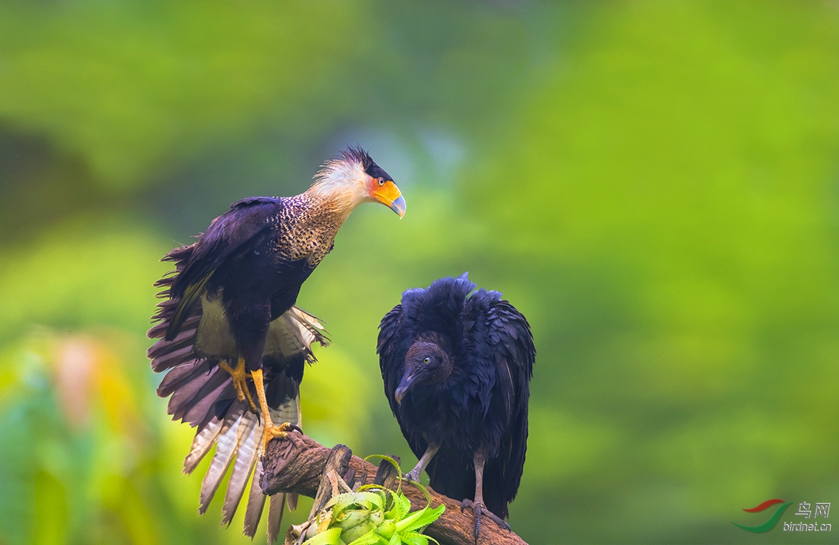 (巨隼和黑头美洲鹫)我都这样了,您就别嘚瑟了!