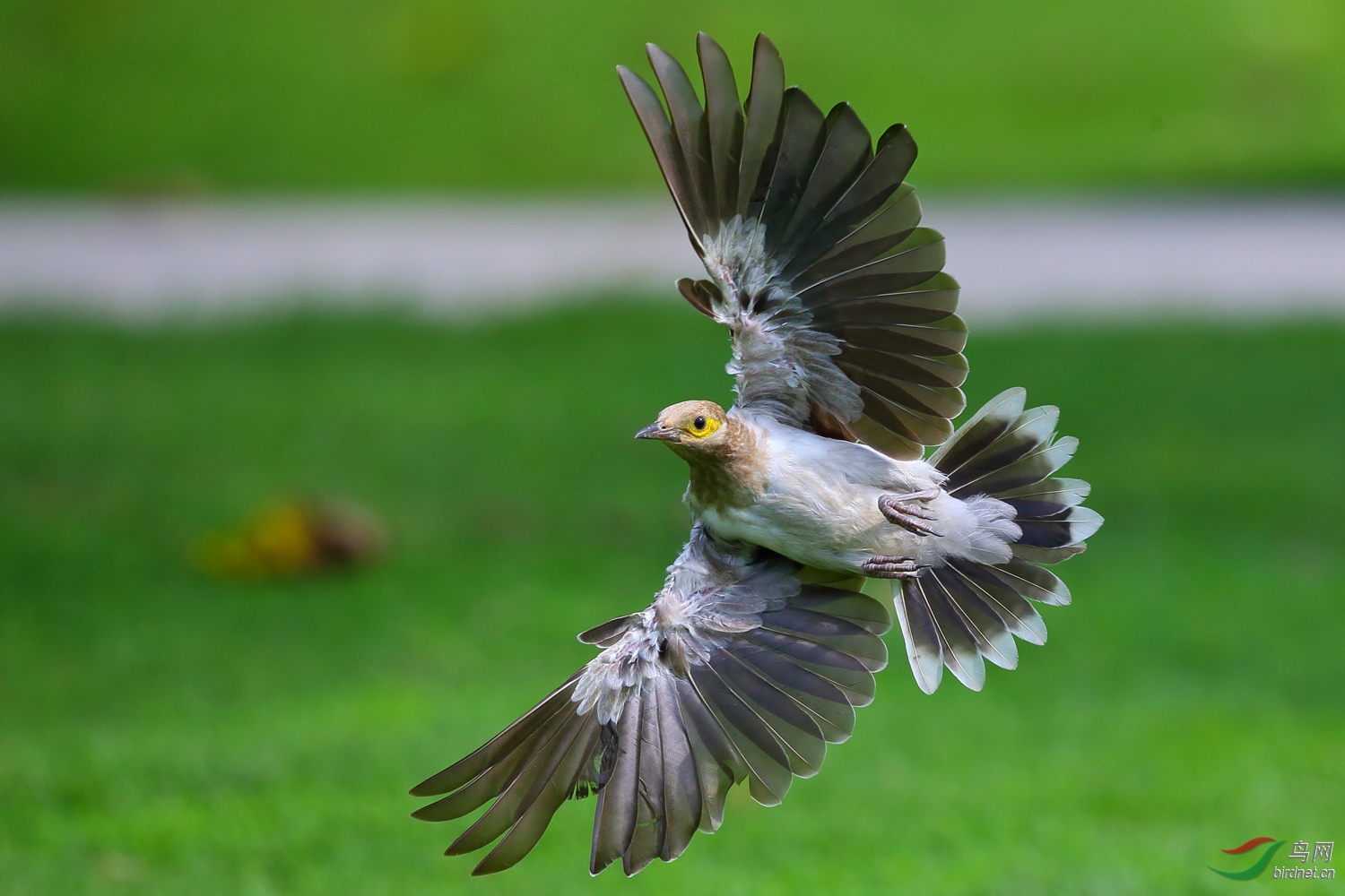 黑领椋鸟的飞行姿态
