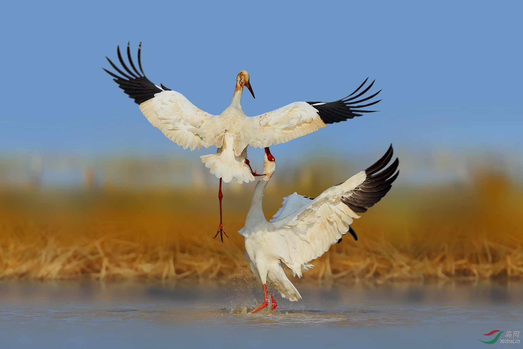 (白鹤)水上芭蕾-双鹤舞-抛转三周(连续动作组图)荣获首页精华