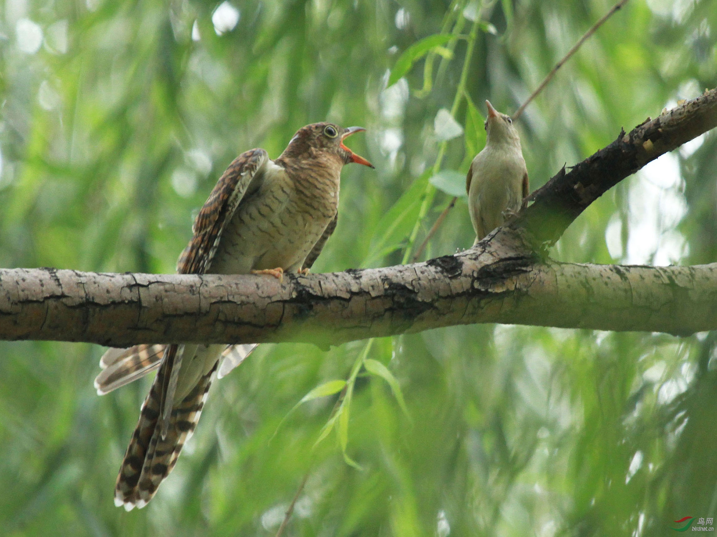 苇莺喂四声杜鹃农展