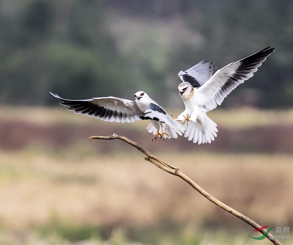 (黑翅鸢)前仆后继(获首页精华图片)
