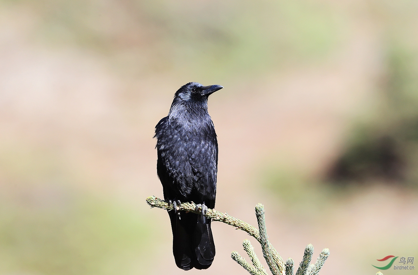 【诗中有画——乌鸦】"丑陋的乌鸦"