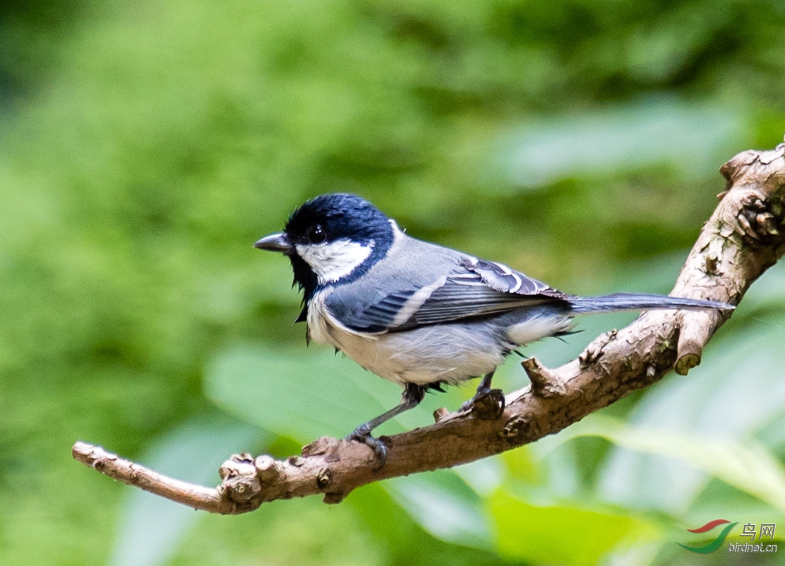 爱干净的小山鹊