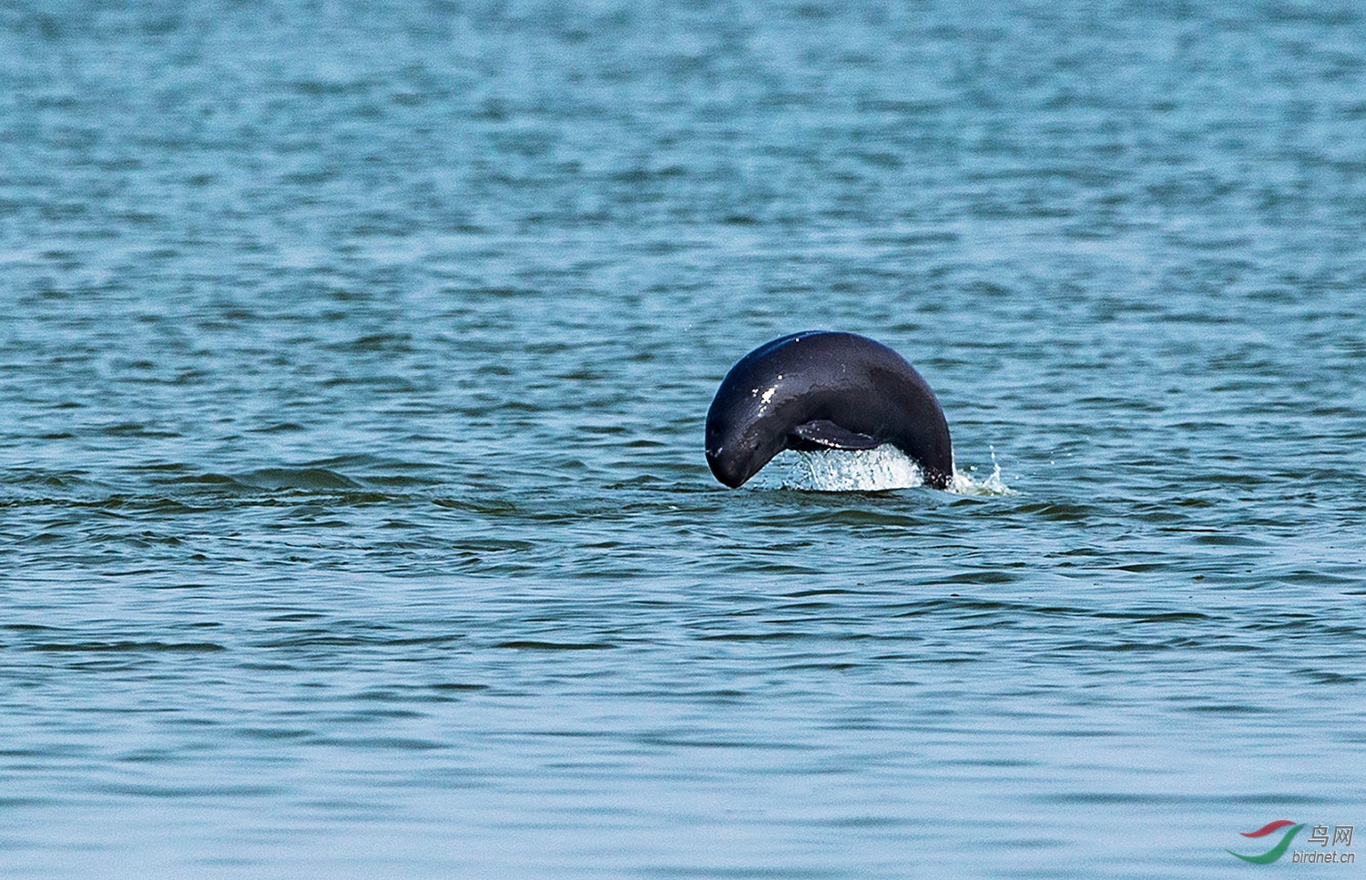孤独的一跃长江江豚