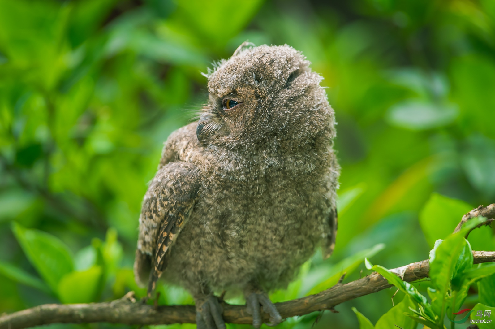 红角鸮幼鸟图片