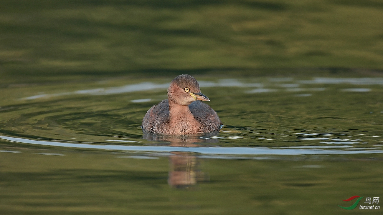 小pt-支持新疆版29