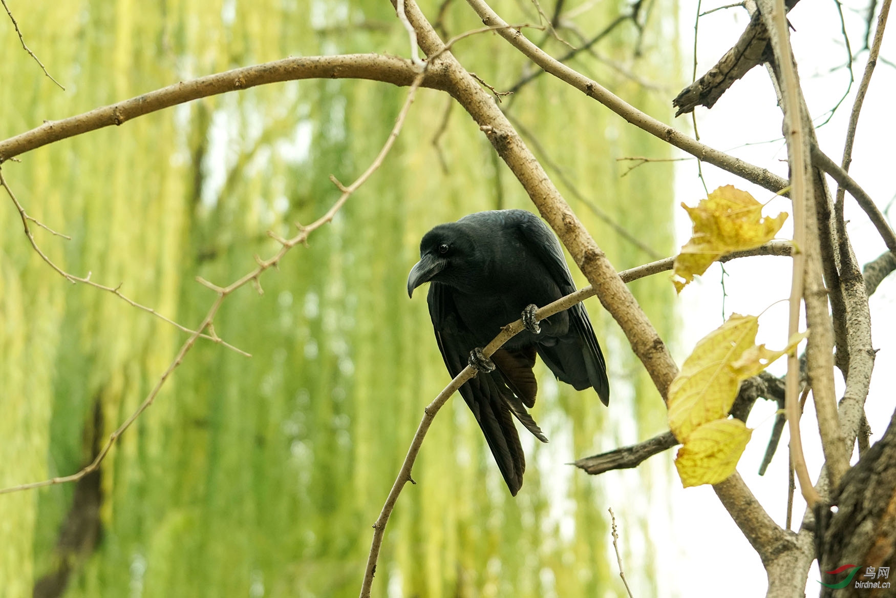 乌鸦3-1.jpg