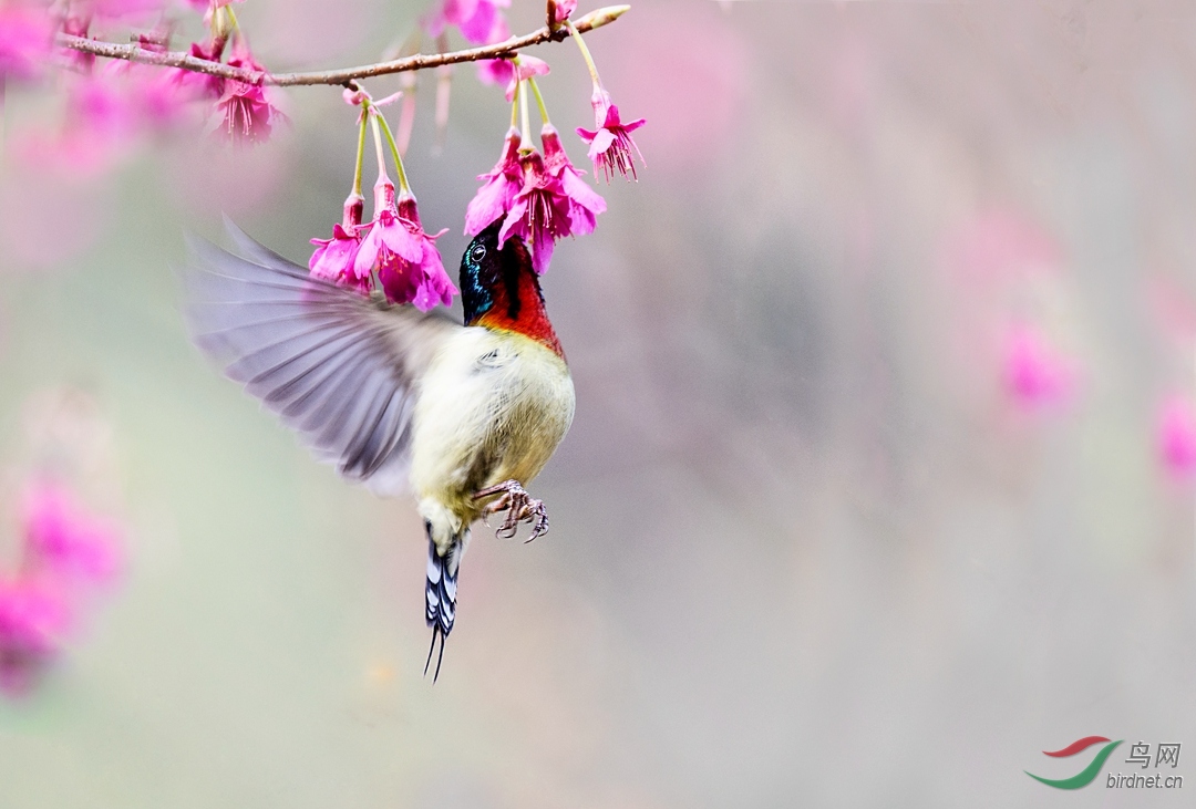 [林鸟] 樱花旋!--叉尾太阳鸟