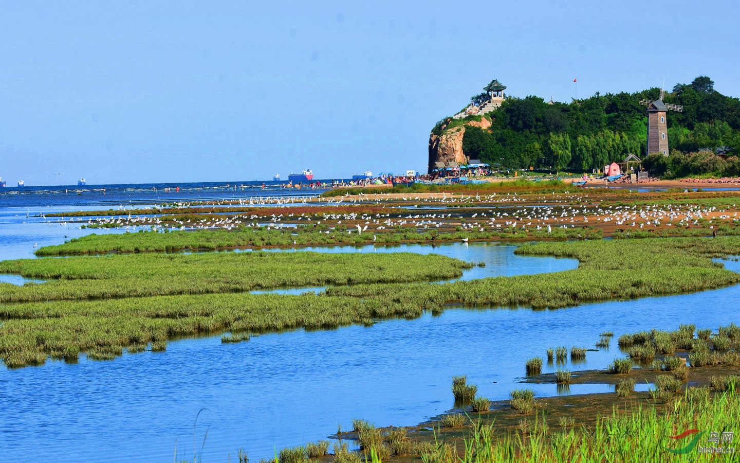北戴河湿地的夏天