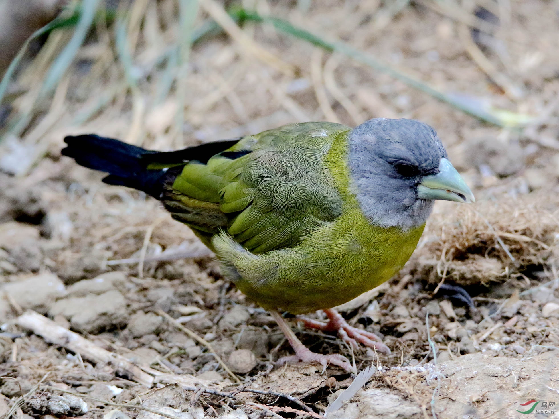 黄颈拟蜡嘴雀雌鸟