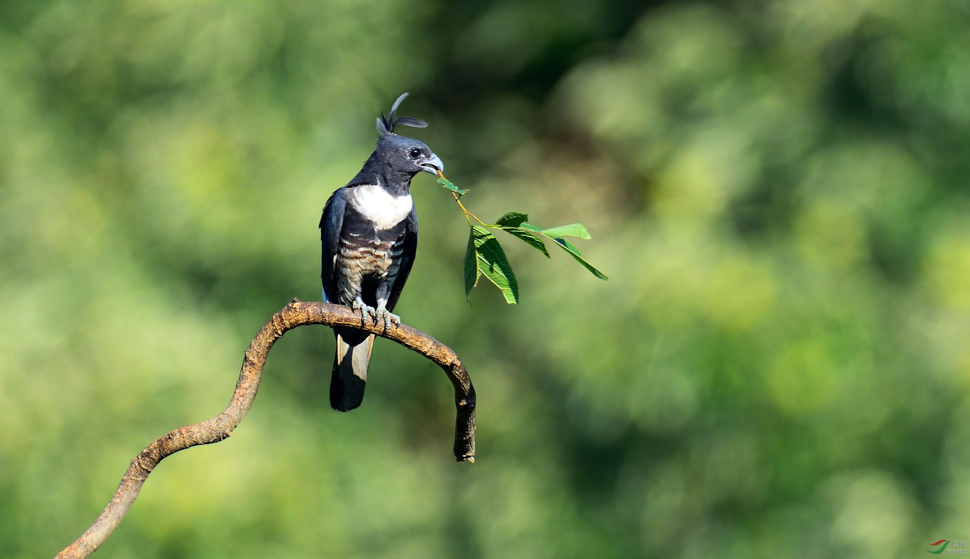 送你一支黑冠鹃隼
