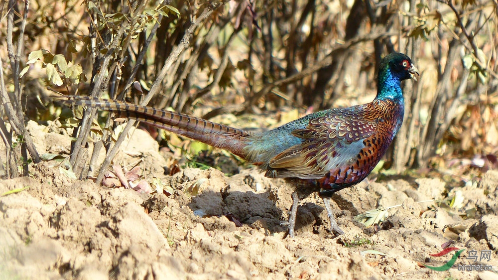 "独脚雉鸡"的实际状况:腿瘸,行走稍不稳,可跑可飞,嘴角有毛病,始终半