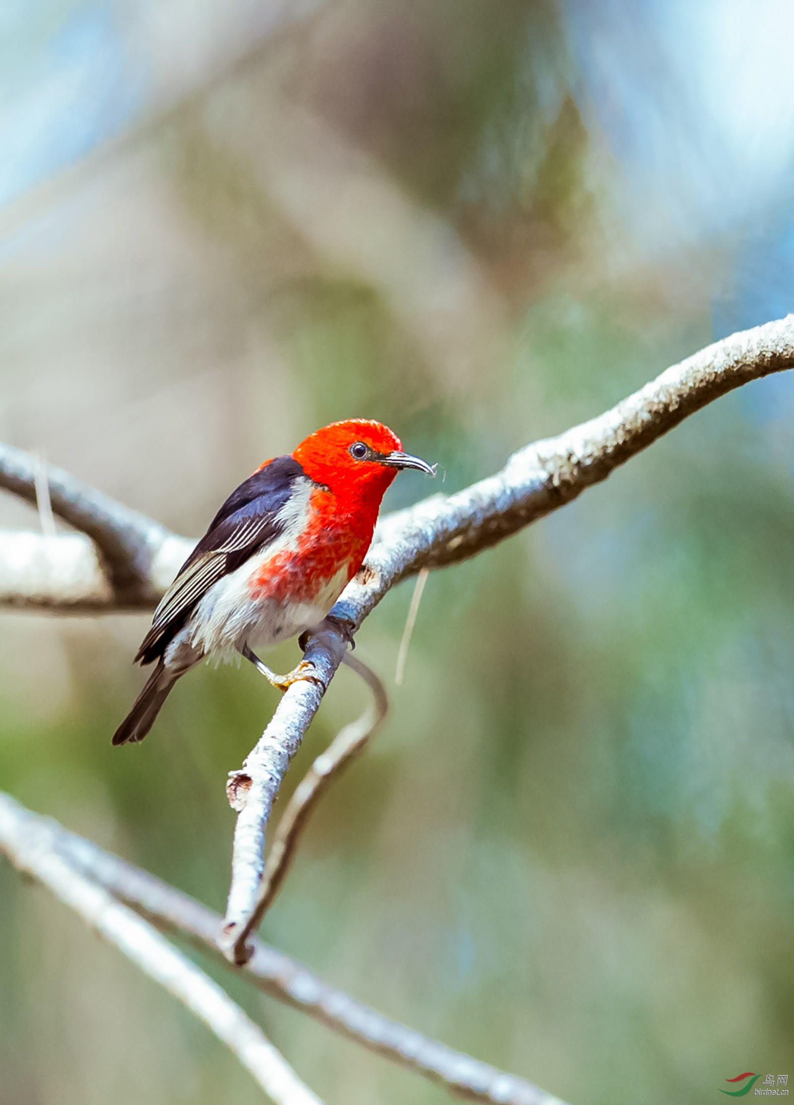 澳洲绯红摄蜜鸟雄鸟一组1