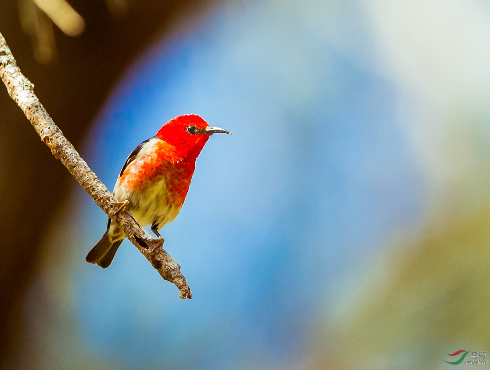 澳洲绯红摄蜜鸟雄鸟一组1