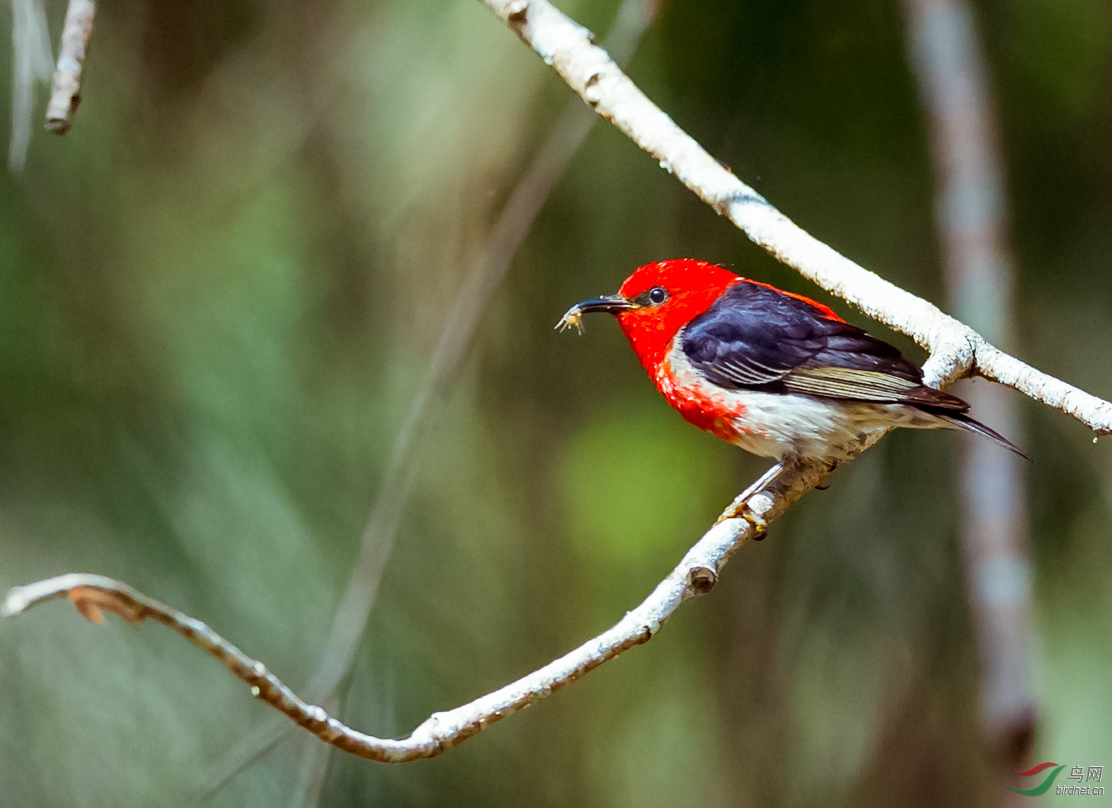 澳洲绯红摄蜜鸟雄鸟一组1
