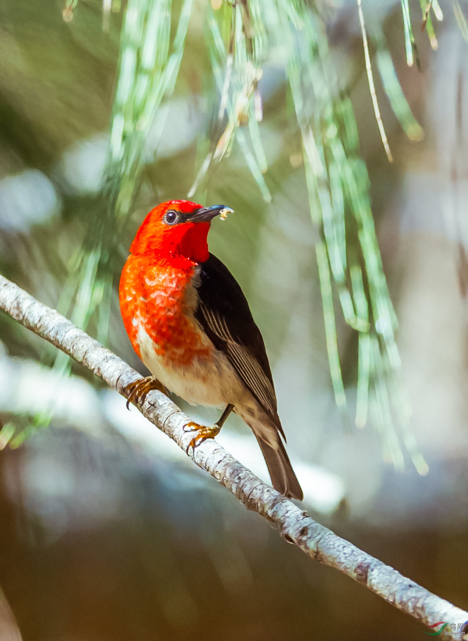 澳洲绯红摄蜜鸟雄鸟一组3