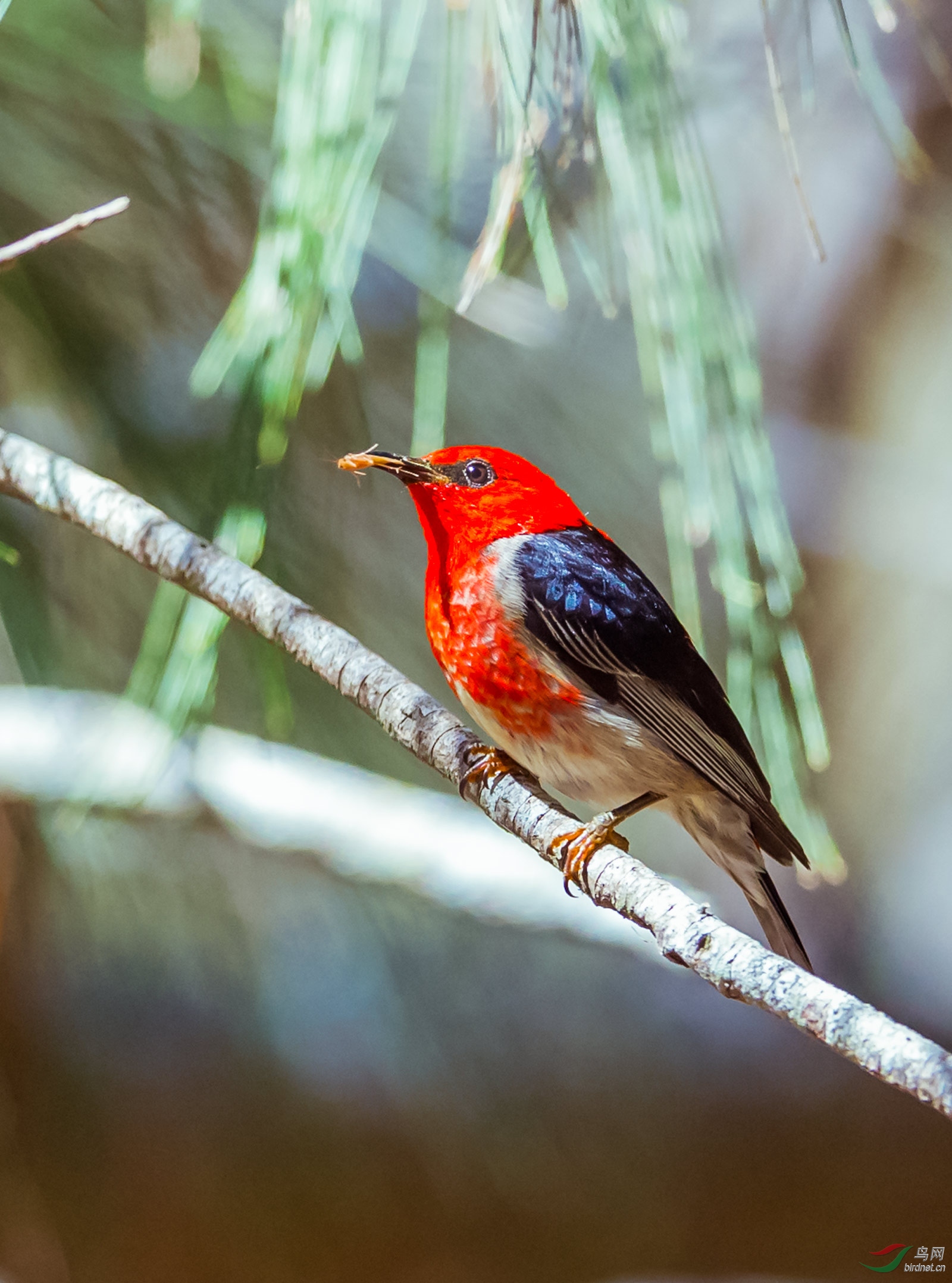 澳洲:绯红摄蜜鸟:雄鸟一组3