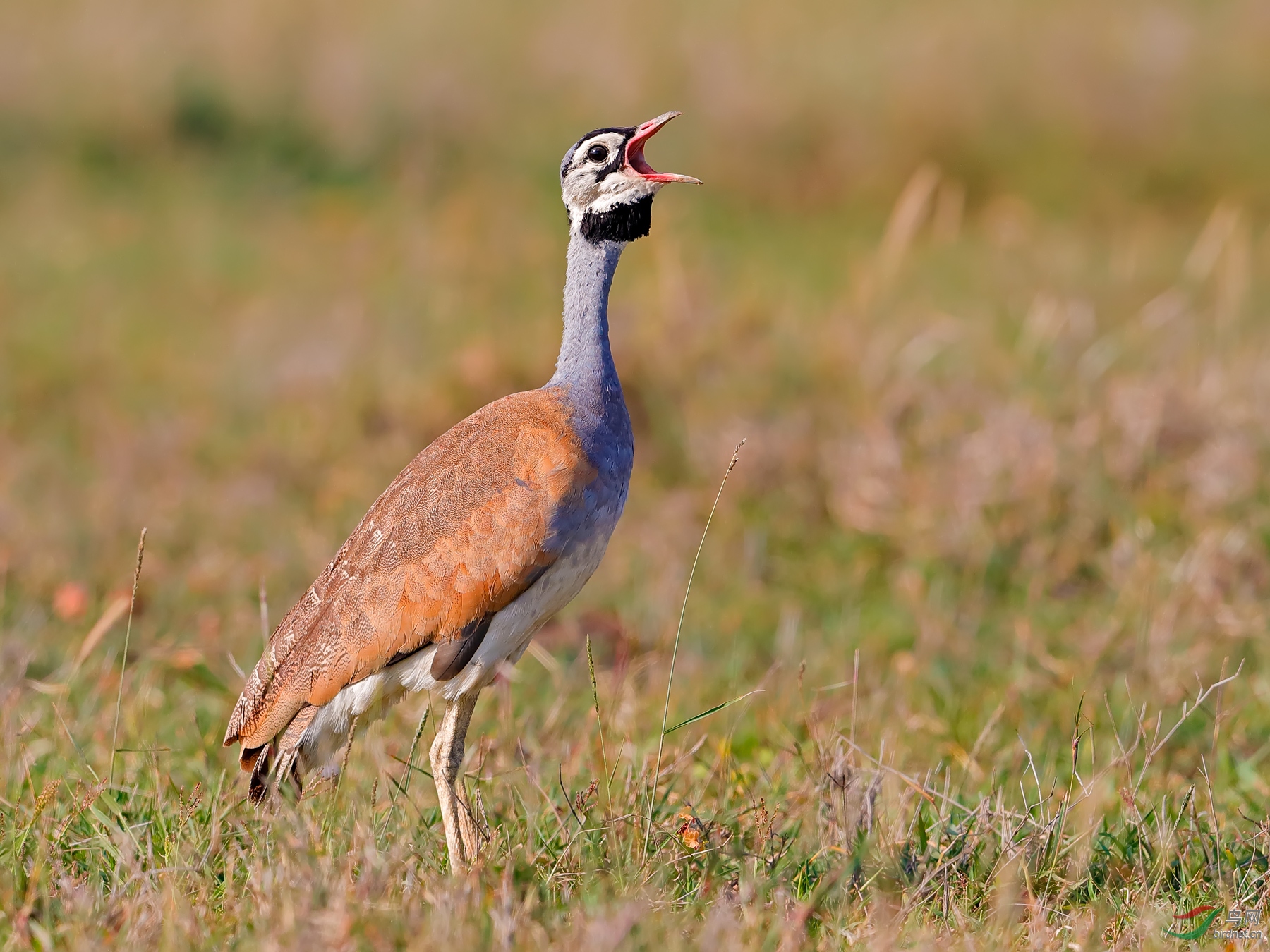(白腹鸨)白腹鸨(祝贺荣获首页精华)