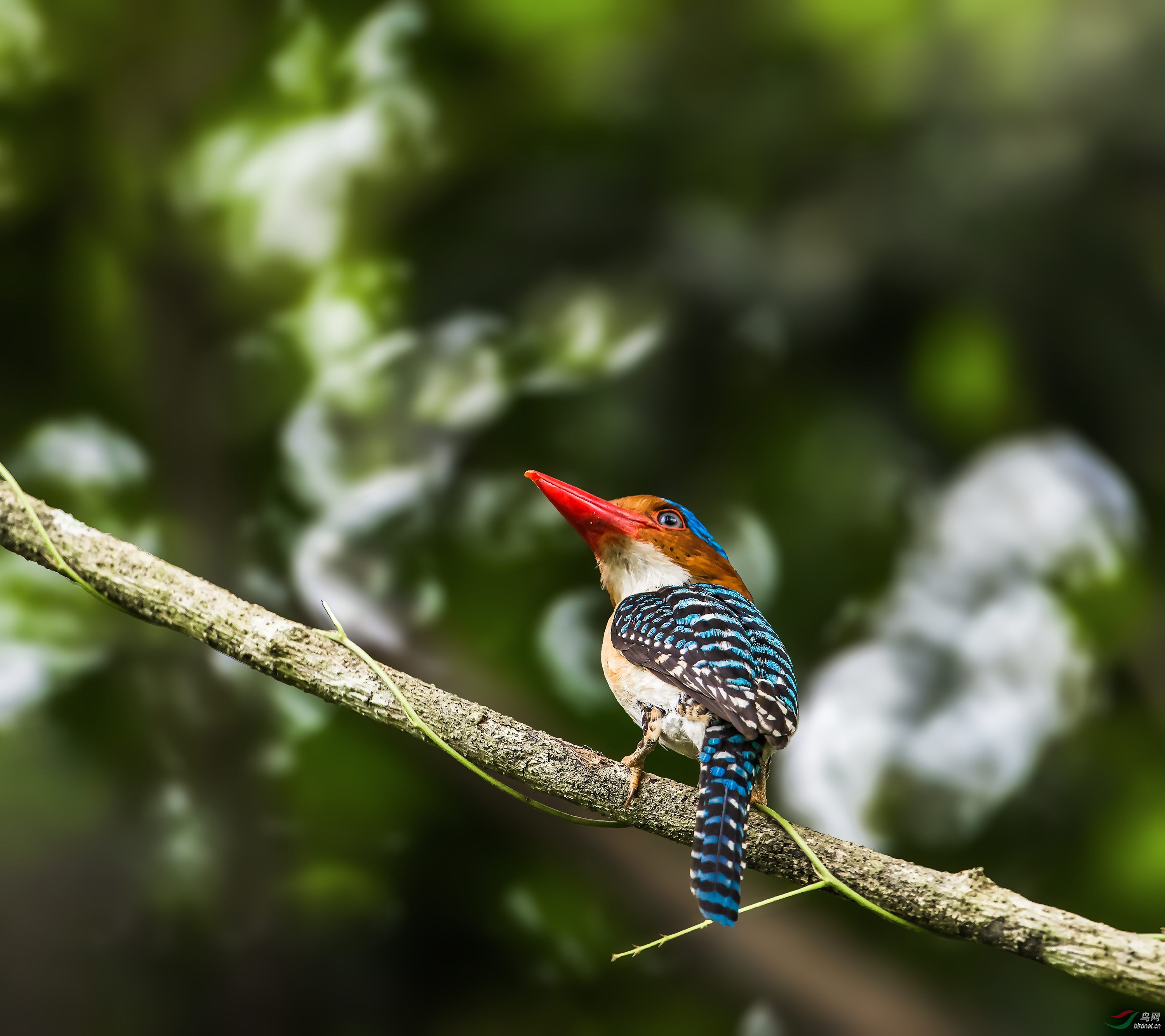 横斑翠鸟横斑翡翠祝贺荣获首页精华