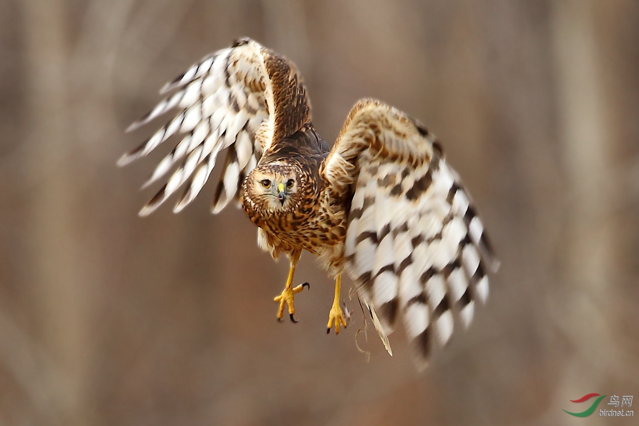小猛大威风——白尾鹞