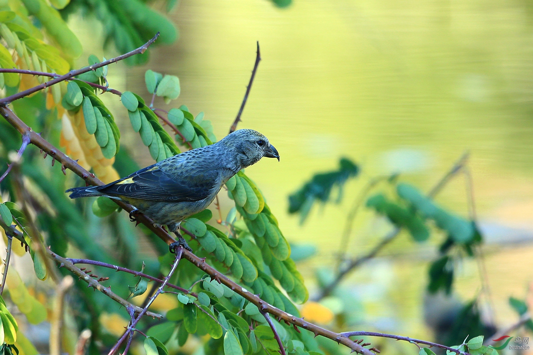 池边饮水的交嘴雀