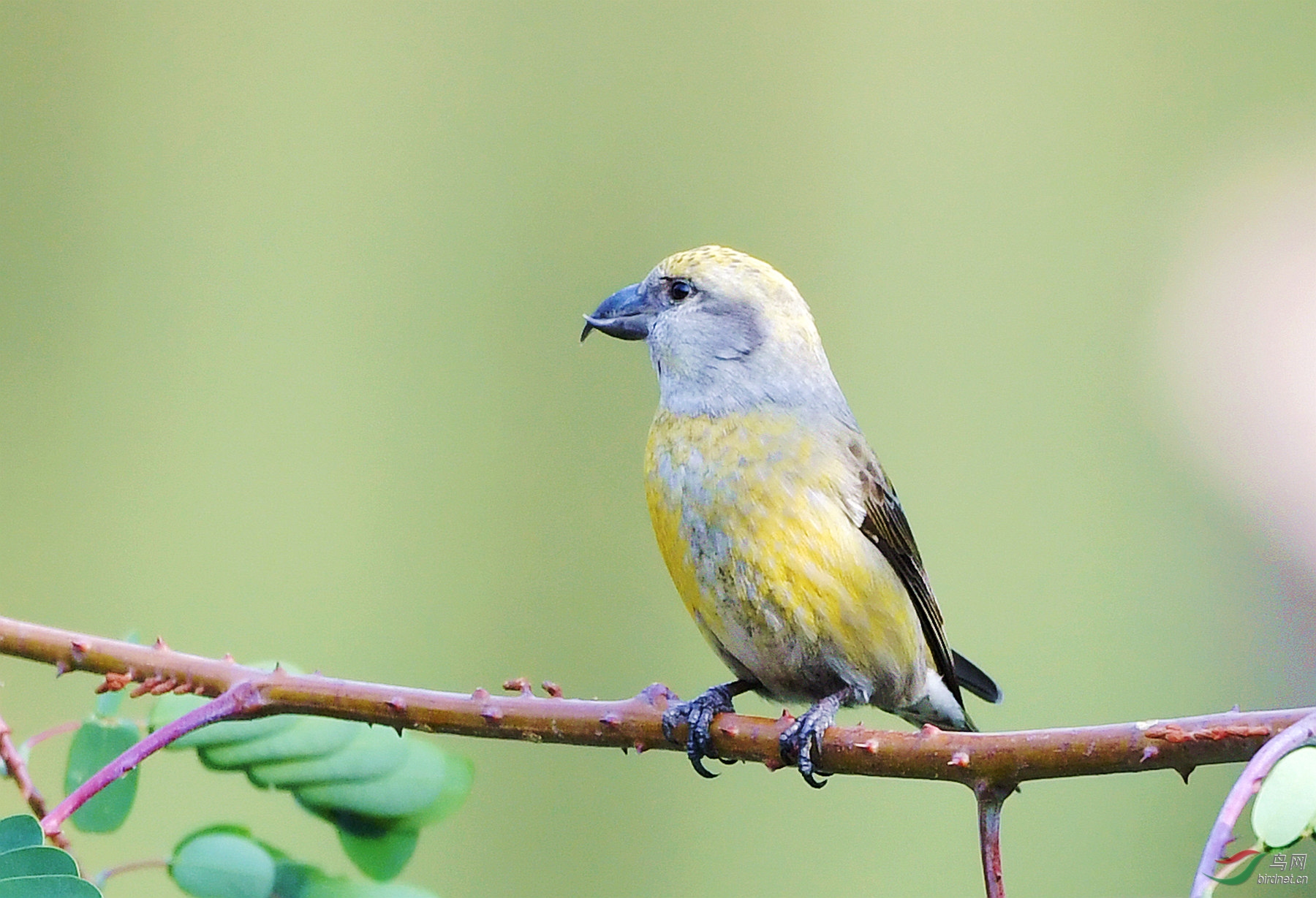 红交嘴雀的标准侧身照