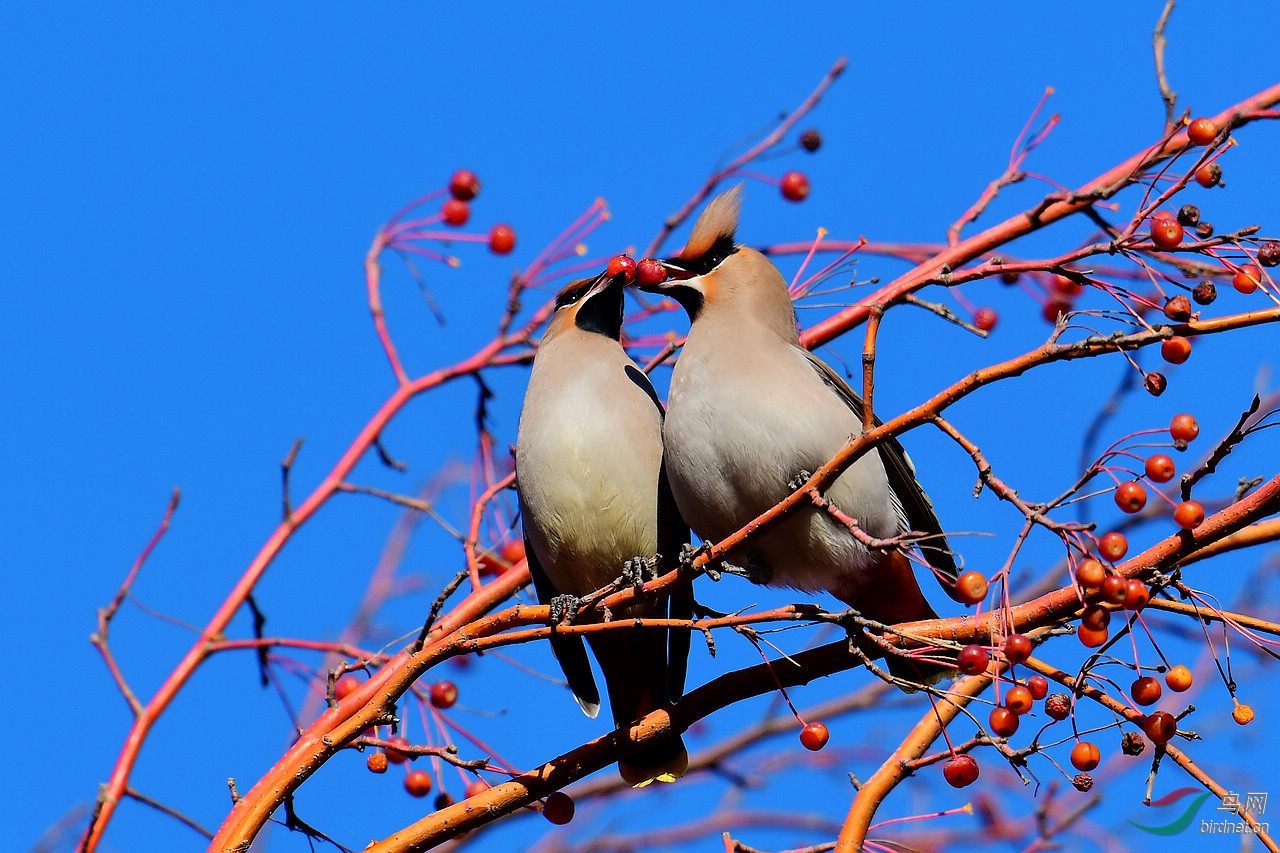 树上鸟儿成双对