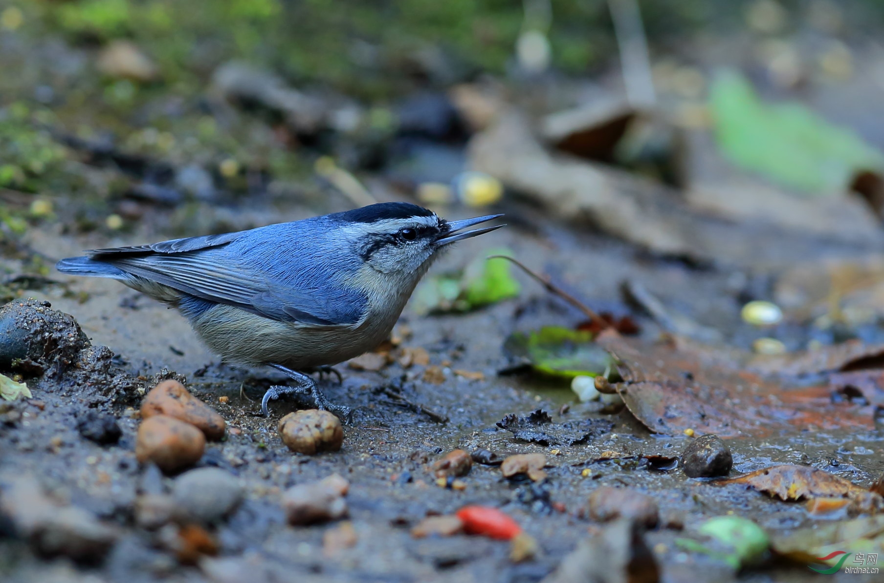 黑头䴓支持家乡版