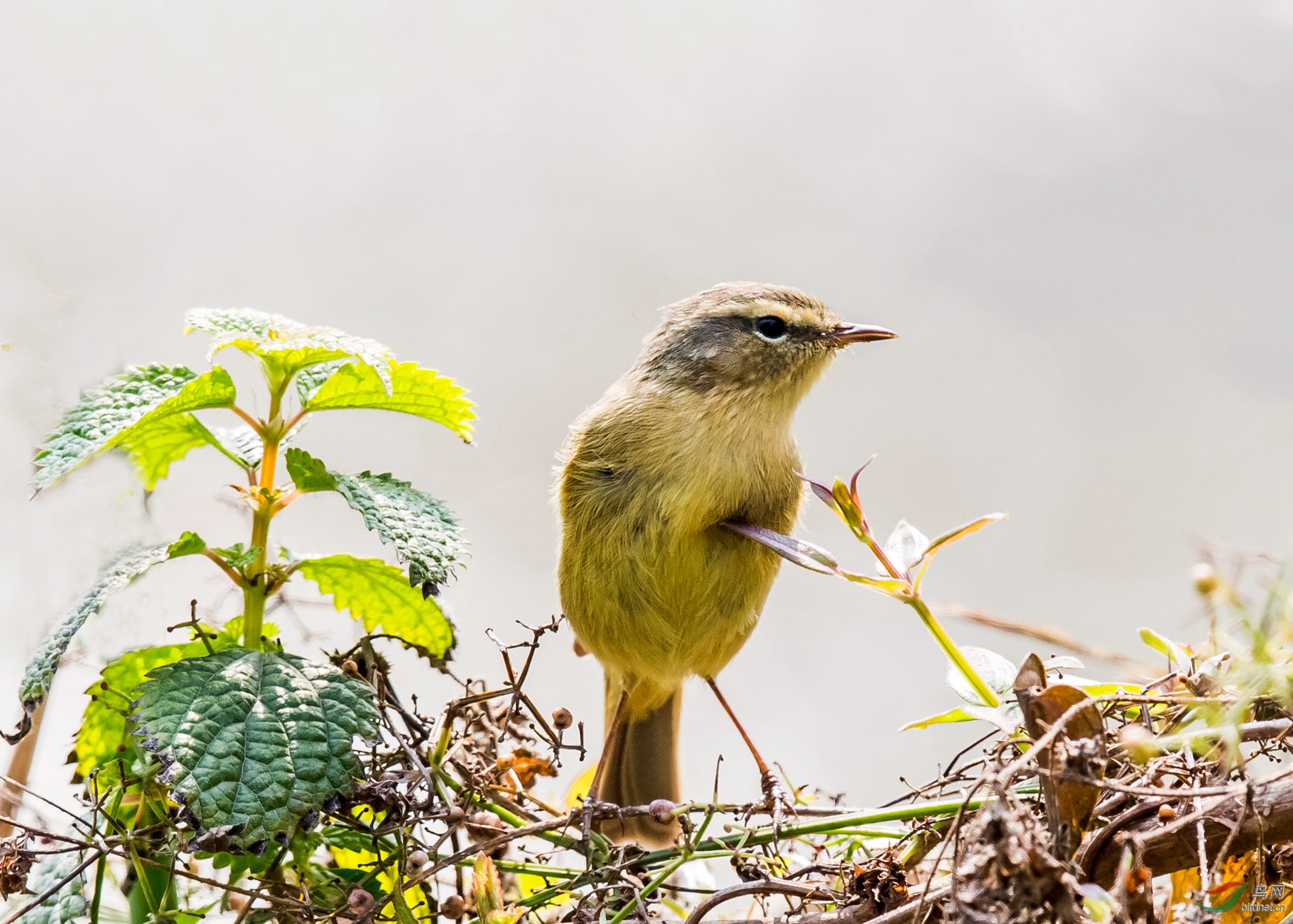 灰柳莺 - 湖北版 hubei 鸟网