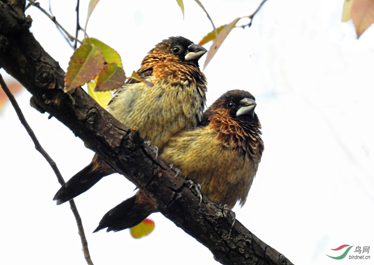 DSCN9413 ����.jpg