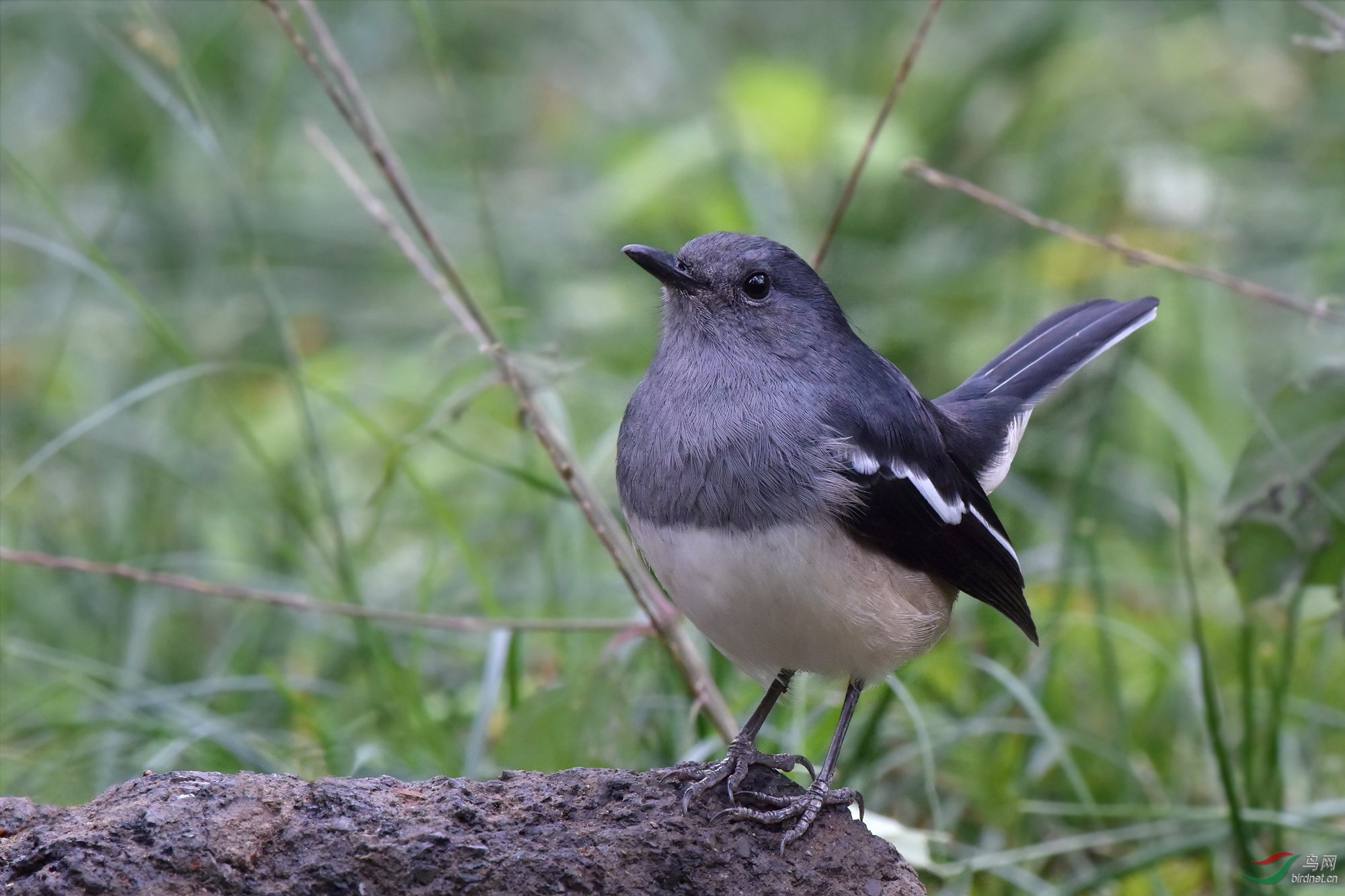 硕壮的鹊鸲雌鸟