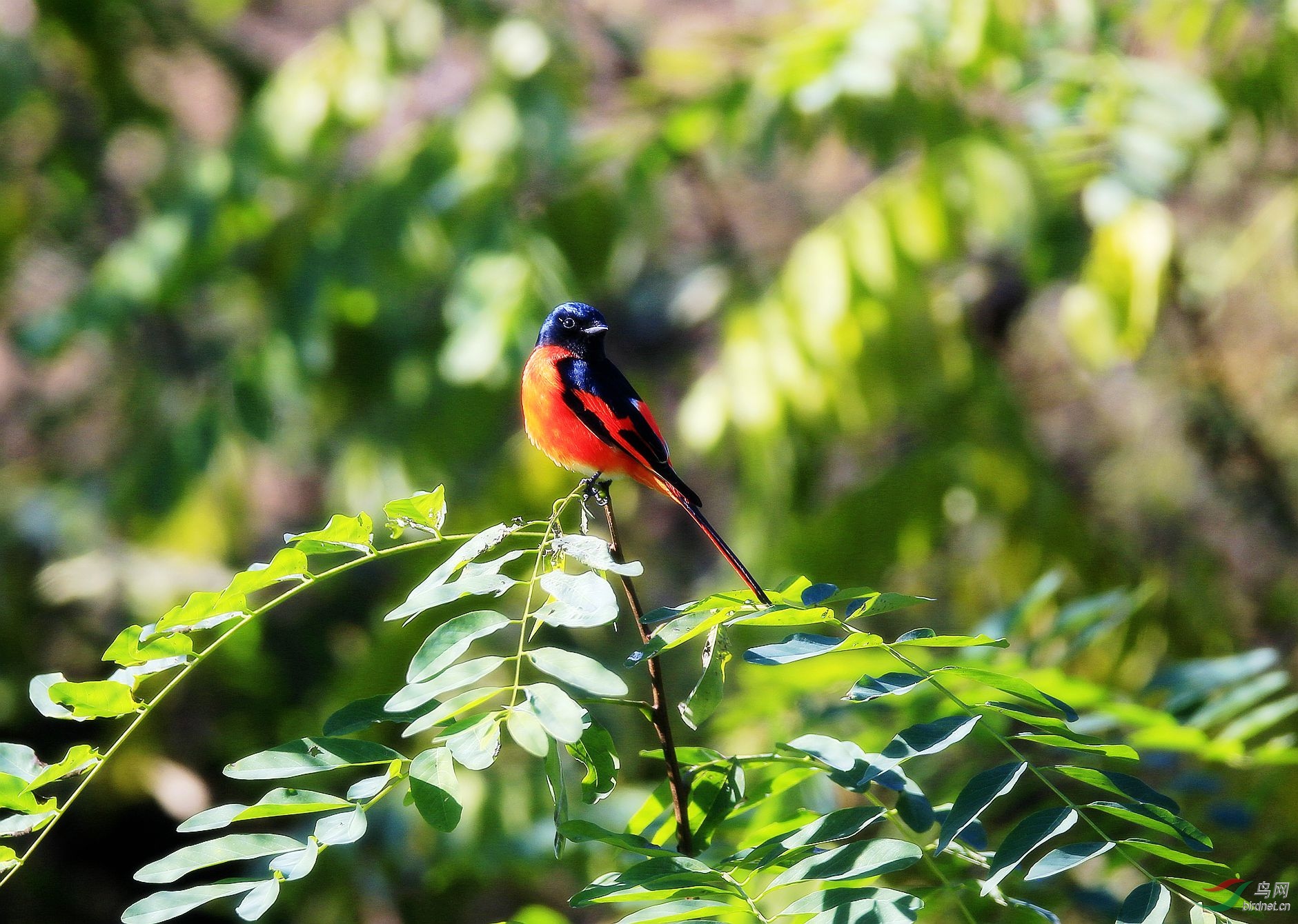 万绿丛中一点红
