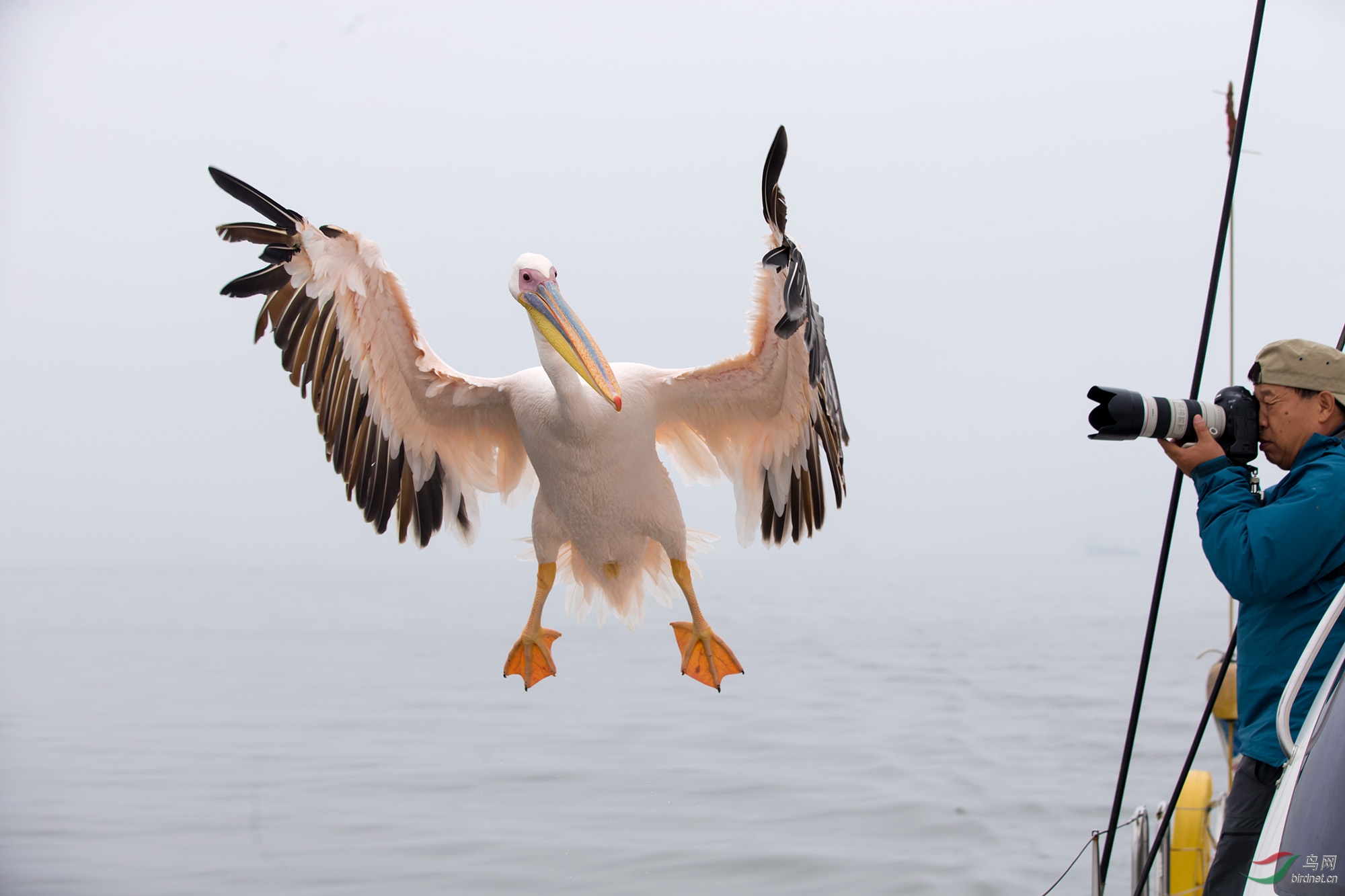 近距离拍摄《鹈鹕》