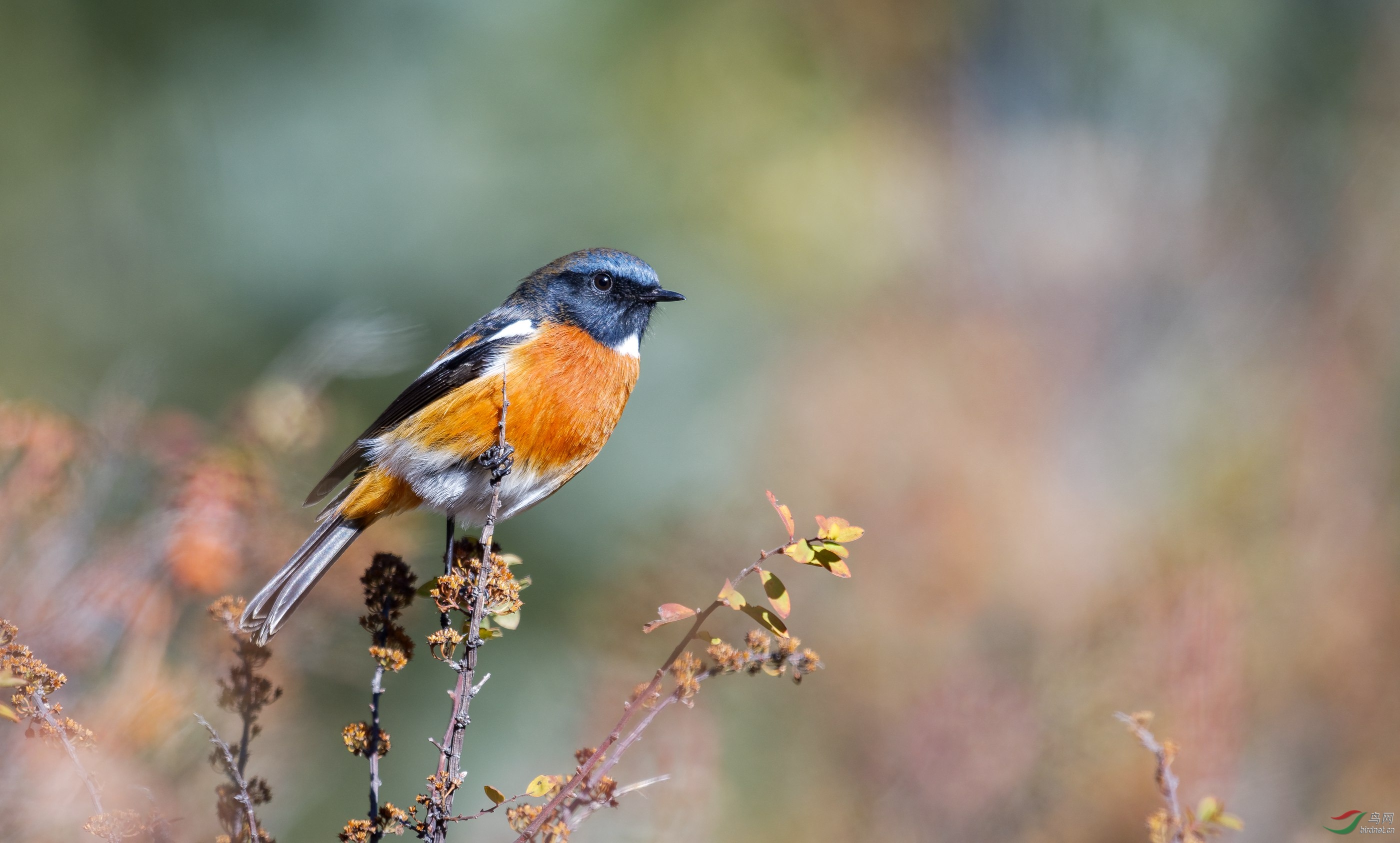 林鸟秋的印象白喉红尾鸲
