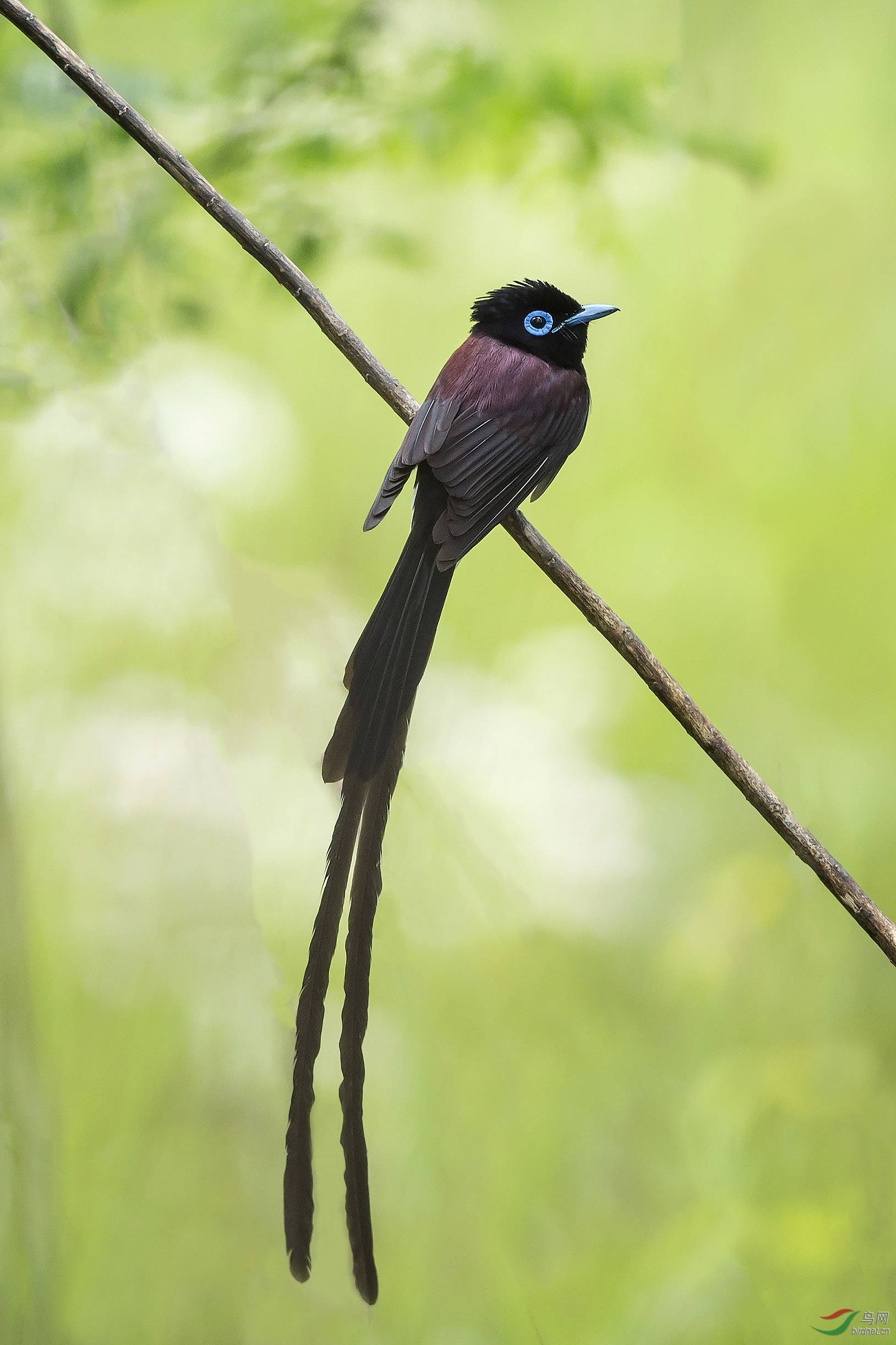 长尾紫寿带 - 上海版 shanghai鸟网