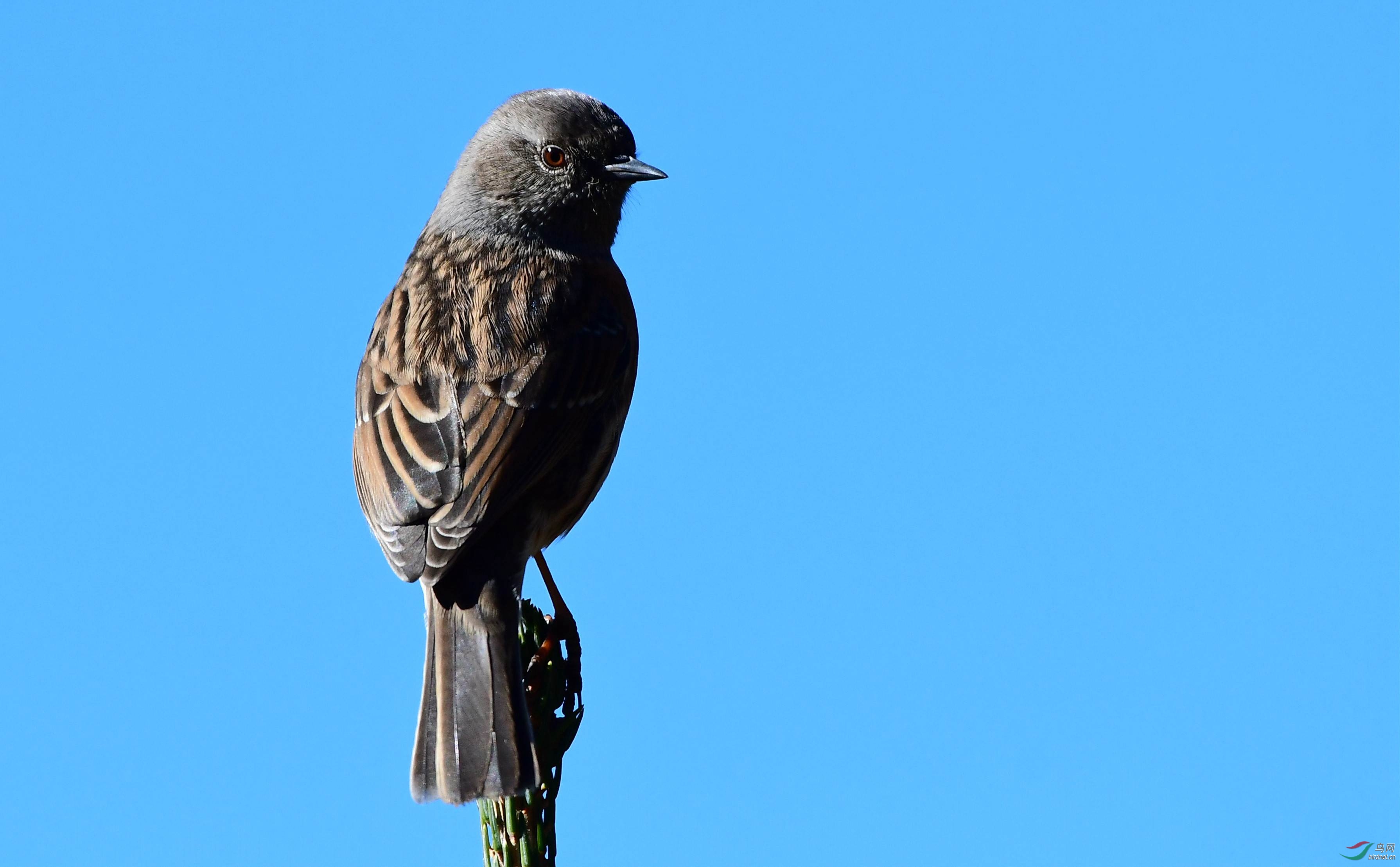 树稍上的鸲岩鹨