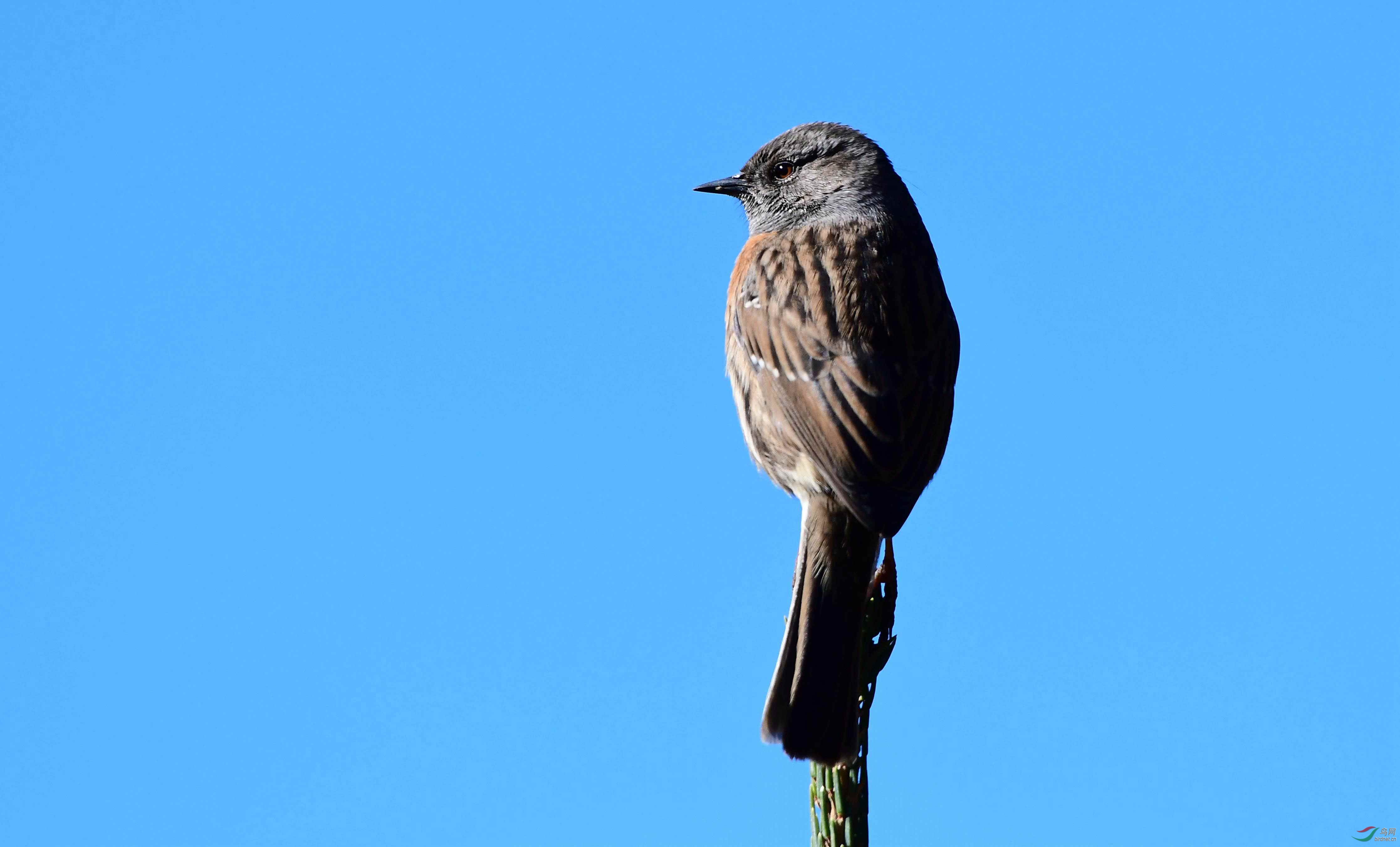 树稍上的鸲岩鹨