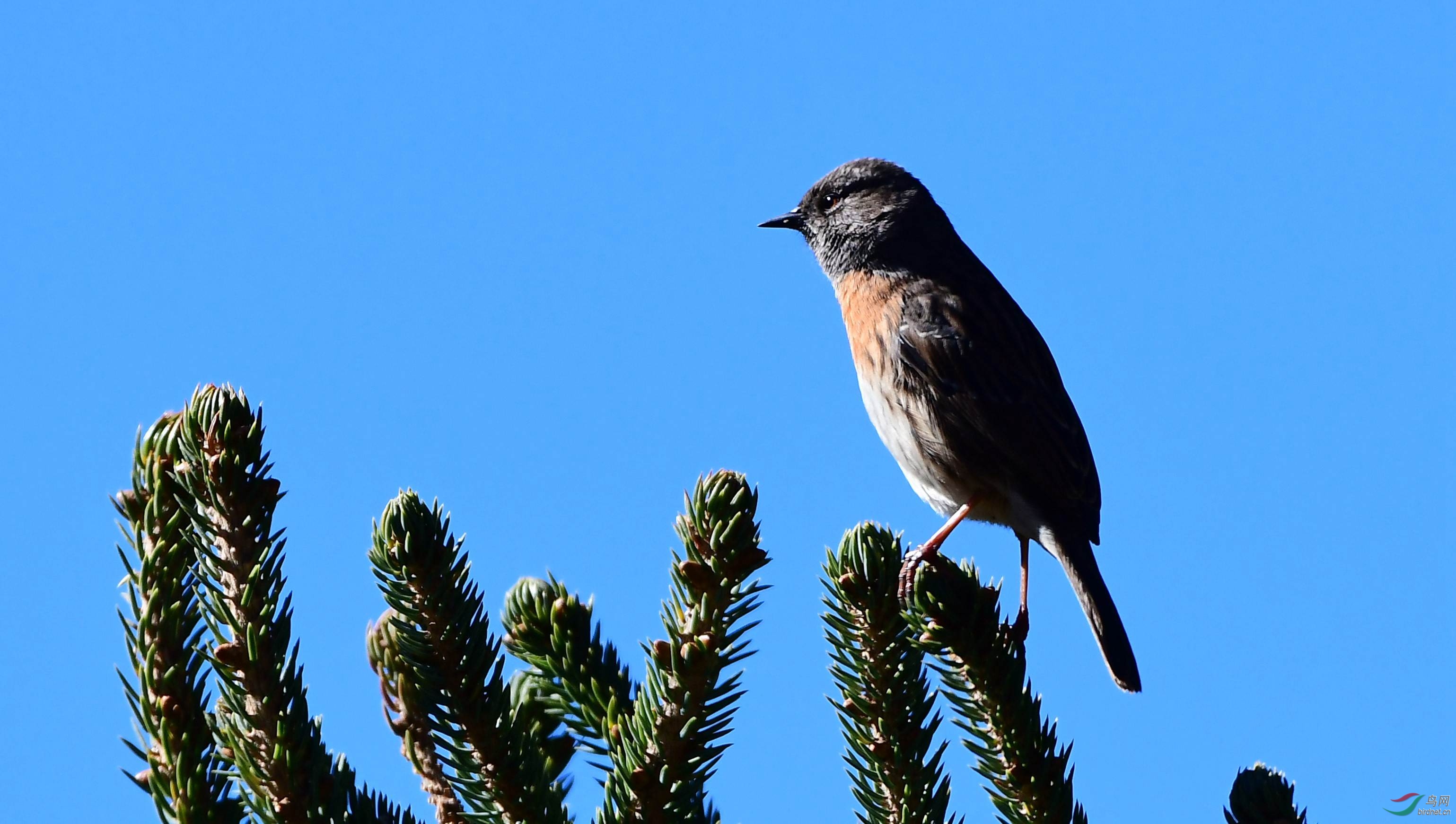 树稍上的鸲岩鹨