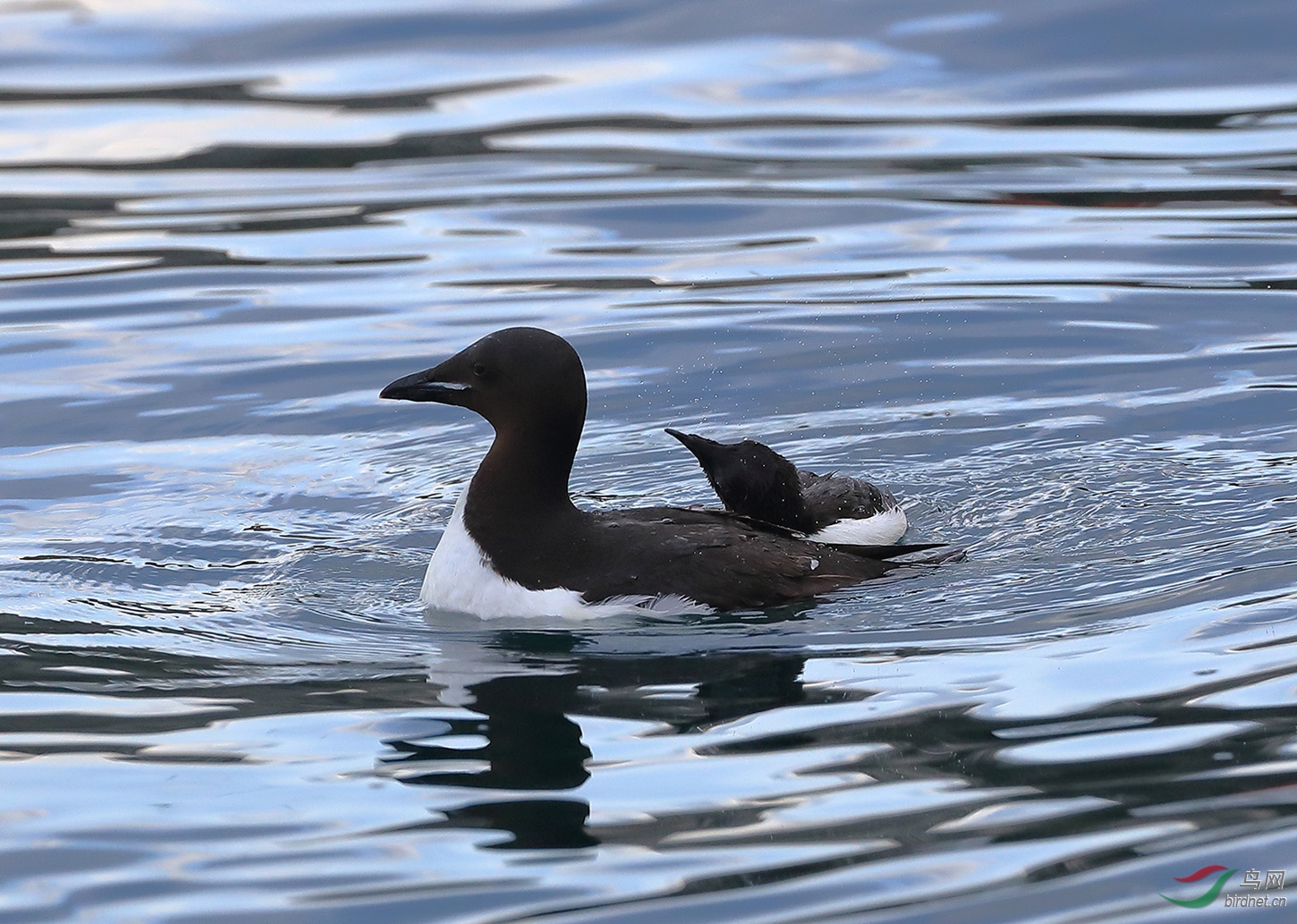水鸟厚嘴海鸦祝贺老师佳作荣获鸟网图文精华