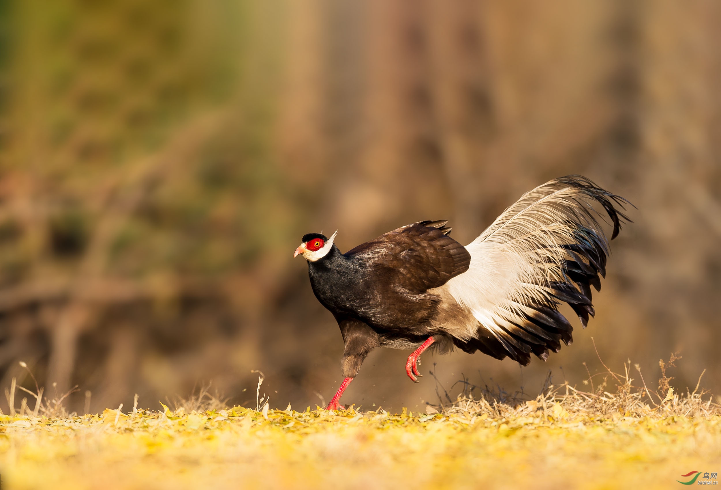 褐马鸡奔跑荣获鸟类每日精华
