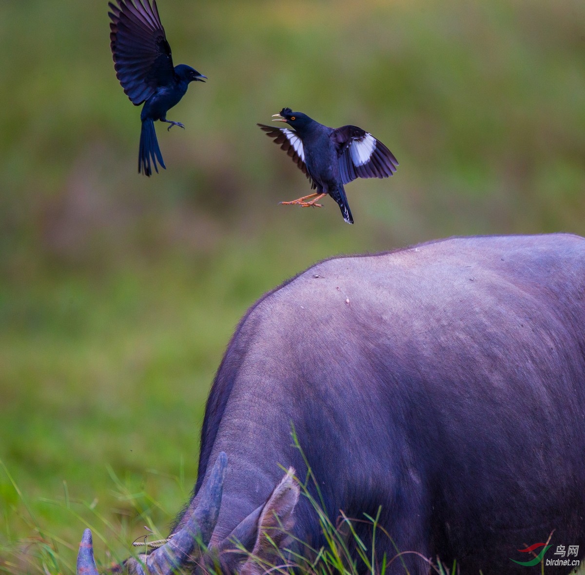 《牛背上的战争》