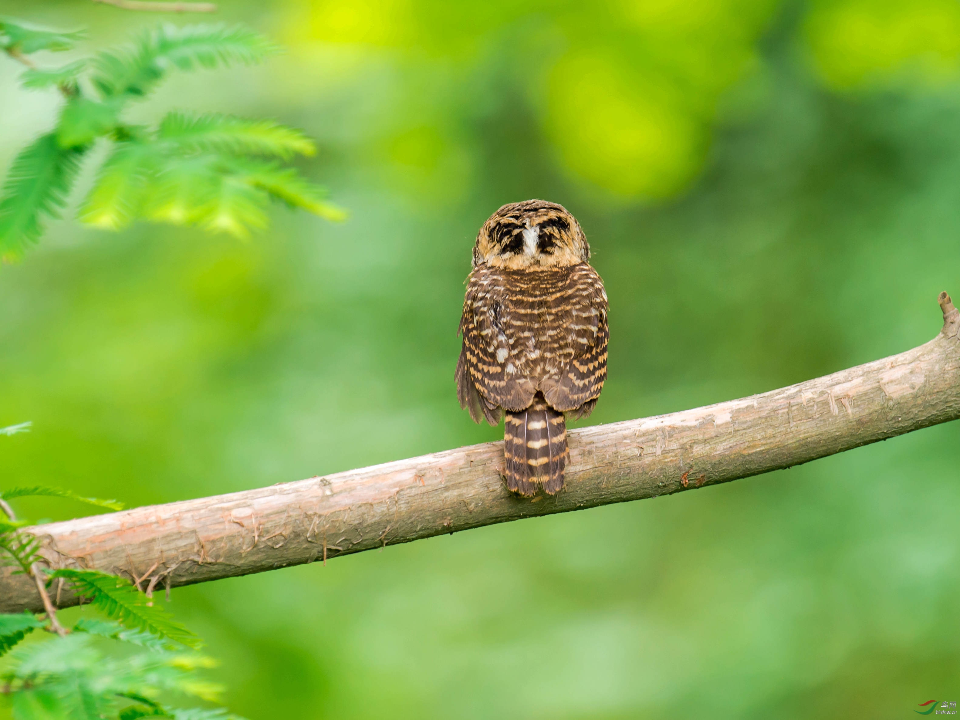四只大眼睛的小鸺鹠