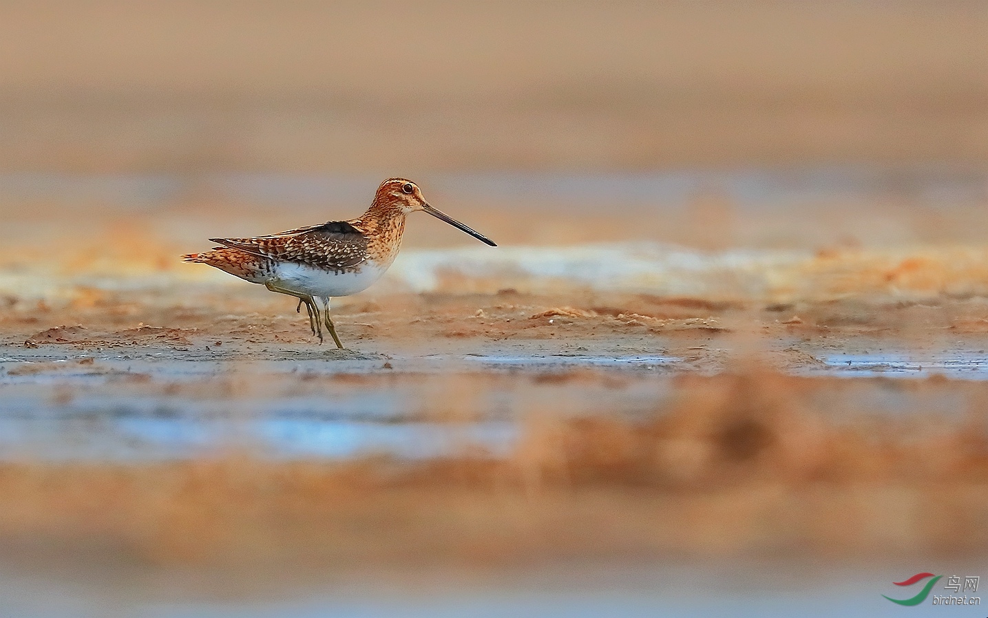 扇尾沙锥周二问好
