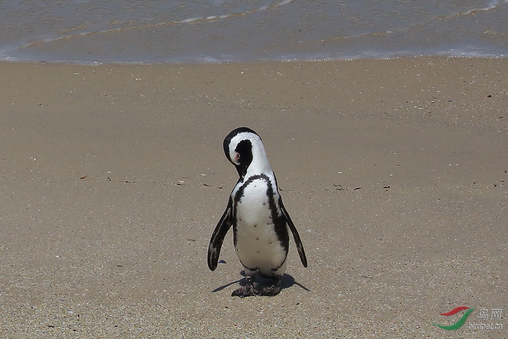 澳大利亚小企鹅