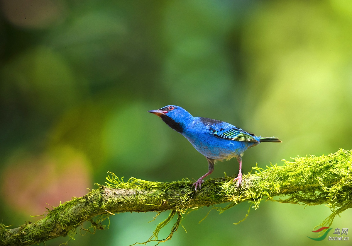 蓝锥嘴雀蓝锥嘴雀恭贺首页精华