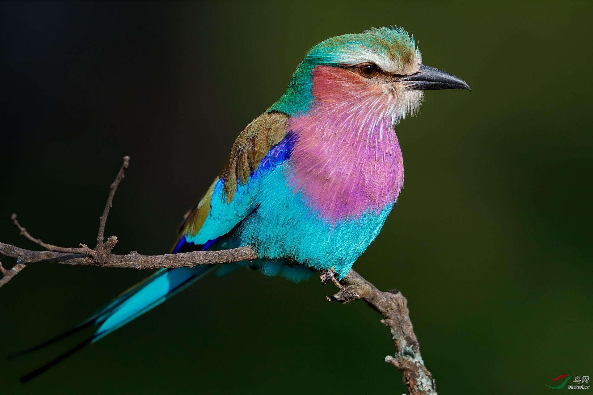 近摄紫胸佛法僧