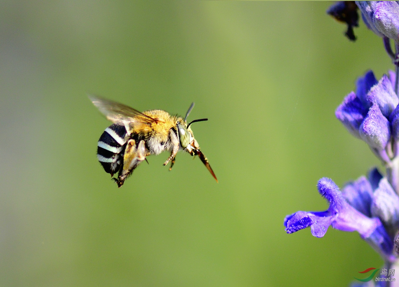 蓝彩带蜂和绿条无垫蜂