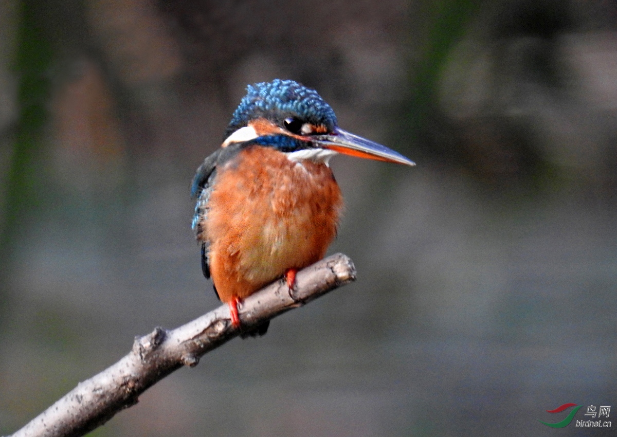 DSCN9664 ����.jpg