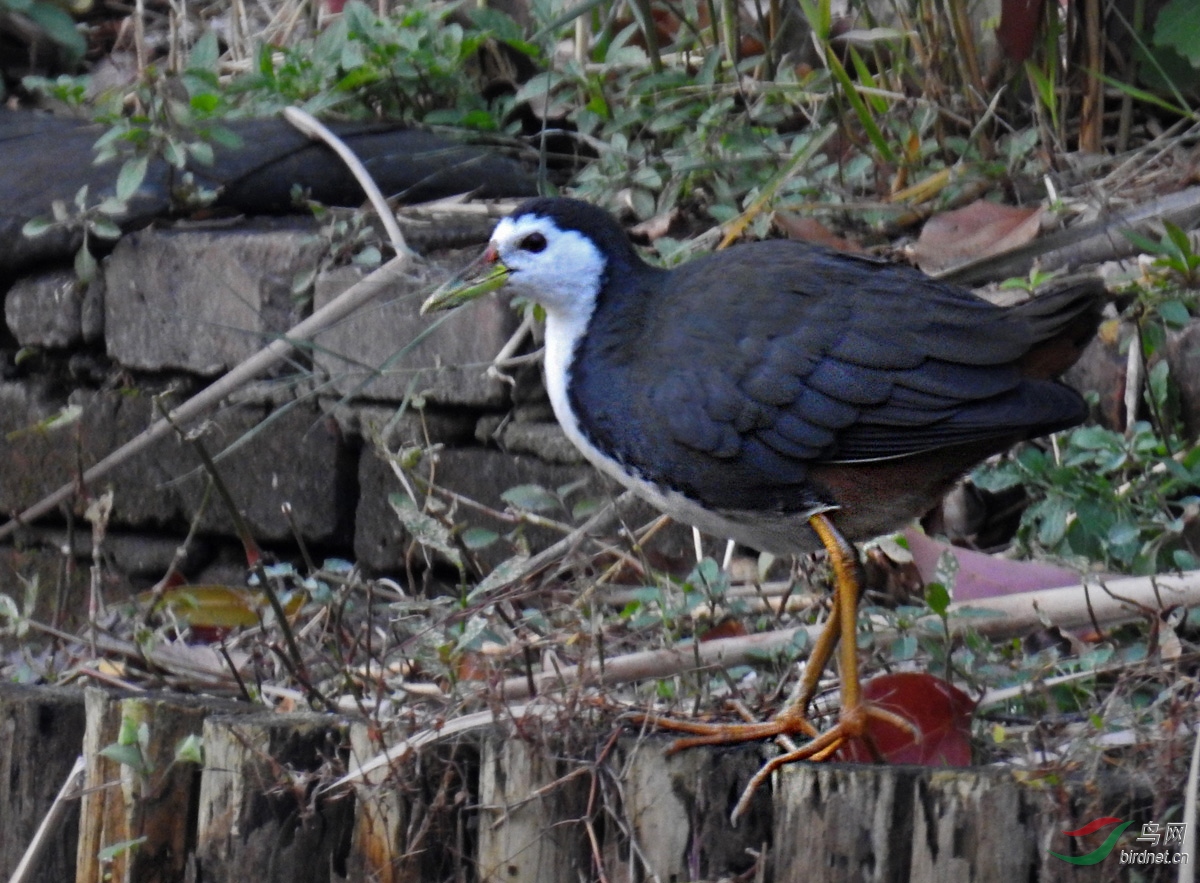 DSCN9662 ����.jpg