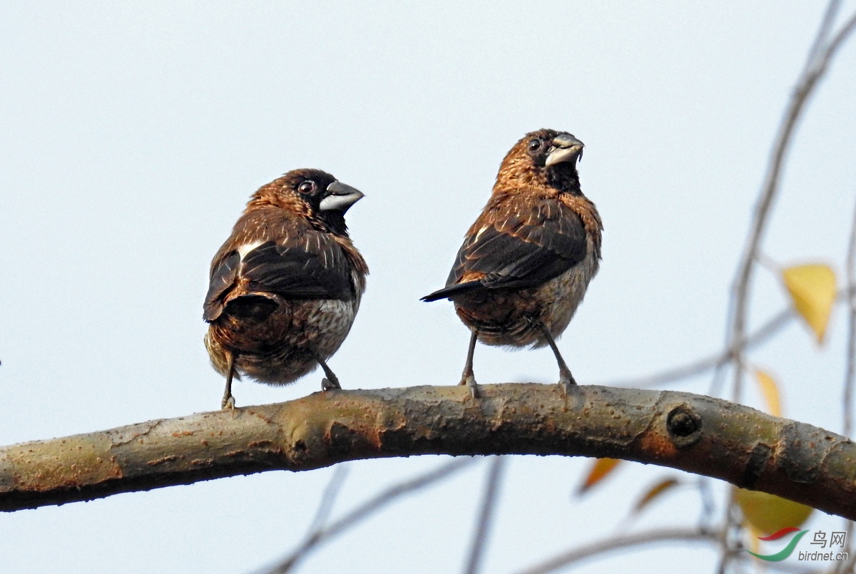 DSCN9385 ����.jpg